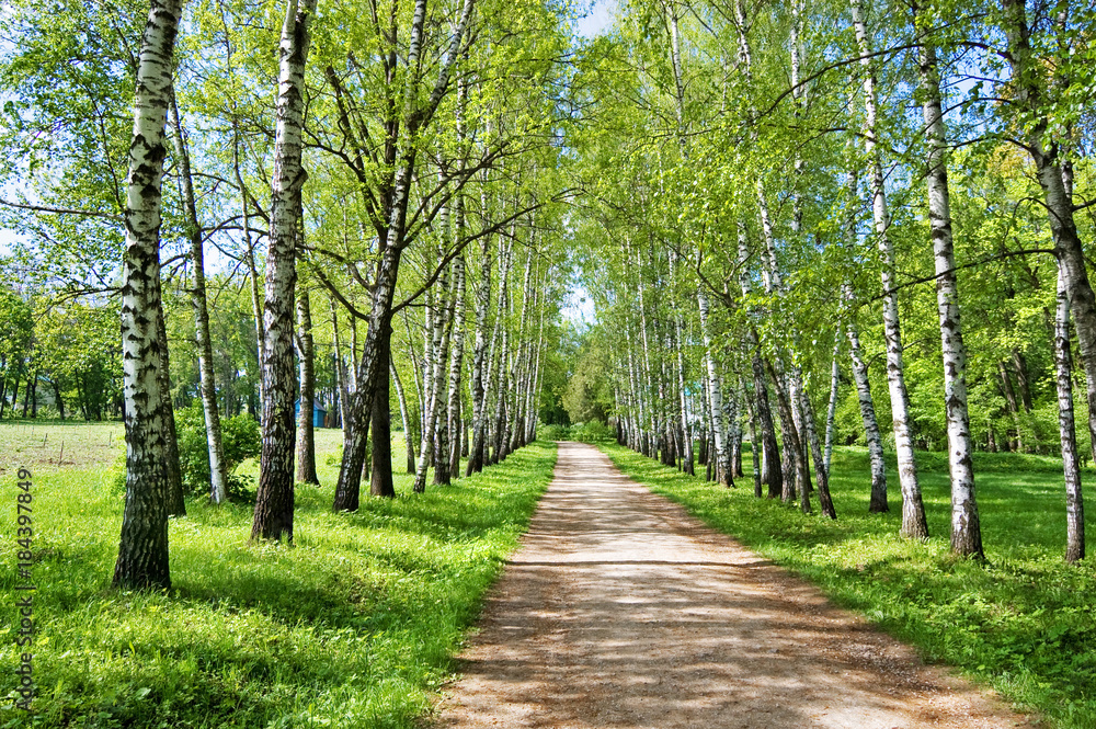 Birch Alley in Yasnaya Polyana Birch Alley in Yasnaya Polyana