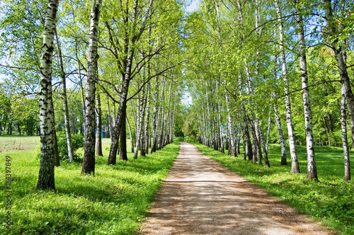 Birch Alley in Yasnaya Polyana