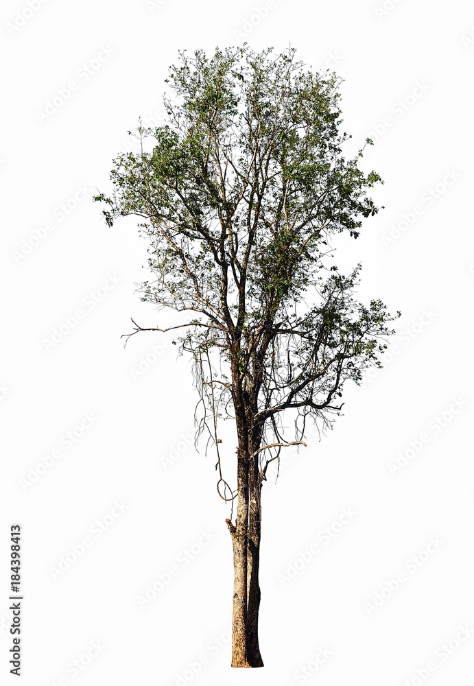 Fototapeta premium Tall tree in forest isolate on white background