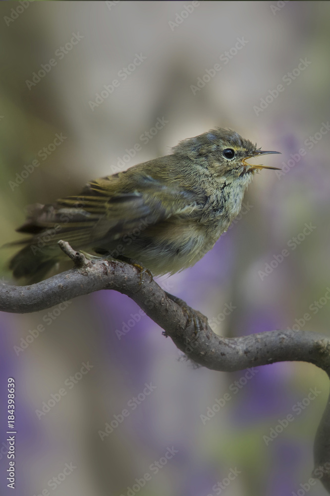 Zilpzalp oder Weidenlaubsänger, singt auf Ast, Phylloscopus collybita Zilpzalp oder Weidenlaubsänger, singt auf Ast, Phylloscopus collybita