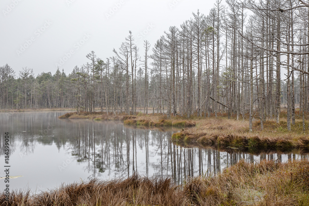 The boggy lake in the wood. Cloudy evening late fall. Not big fog, reflection of trees in water. Latvia, 