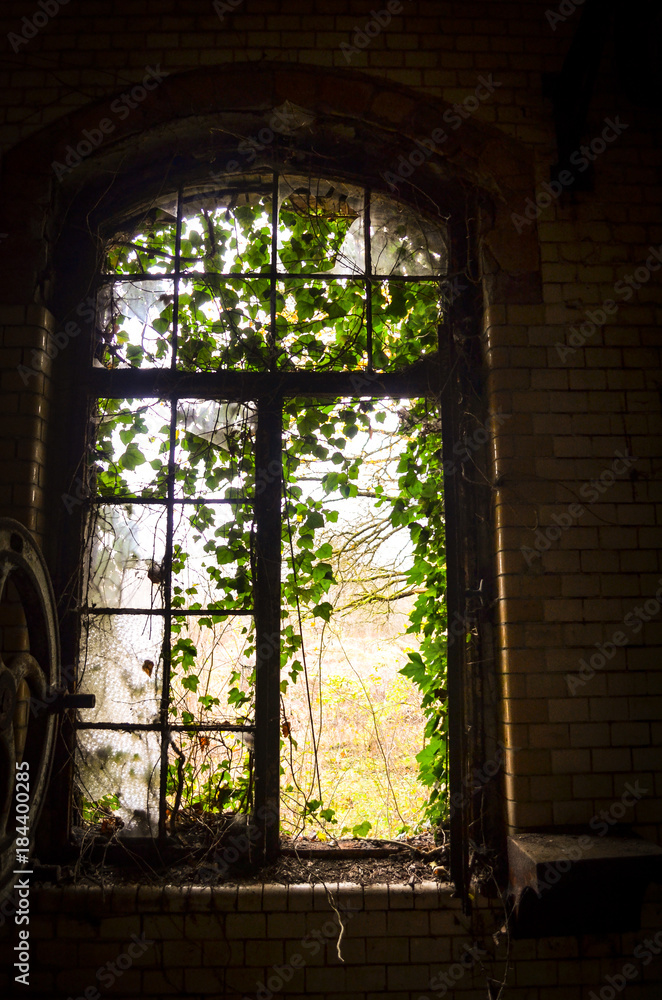 window grown with ivy in abandonend building