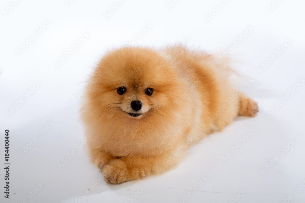 pomeranian dog on white background pomeranian dog on white background