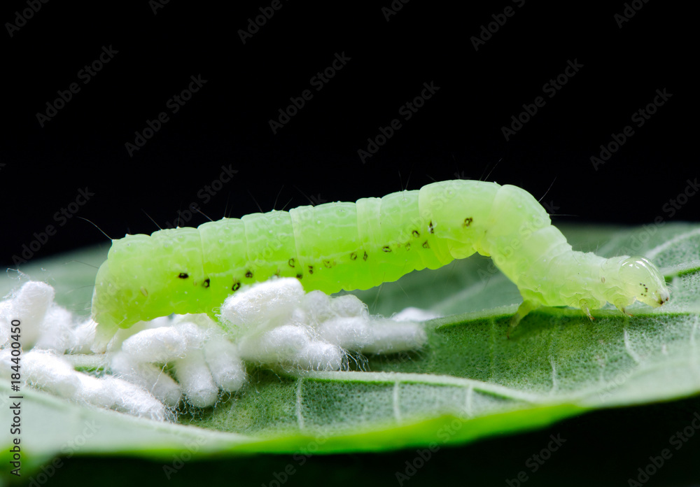 Fototapeta premium Marco Worm And Eggs On Green Leaf