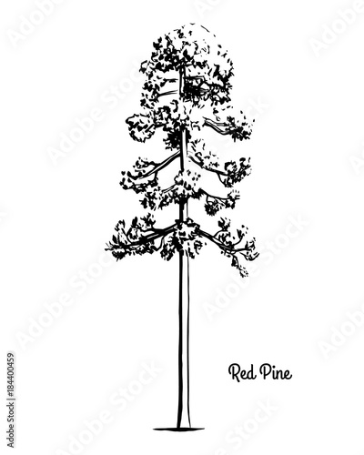 Vector sketch illustration. Black silhouette of Red or Norway pine, isolated on white background. Drawing of evergreen coniferous plant, Minnesota state tree.