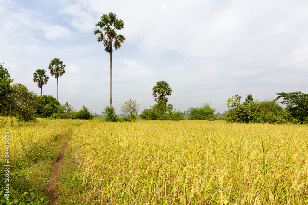 Paddy Rice Field Just Before Harvesting, Agriculture in Cambodia