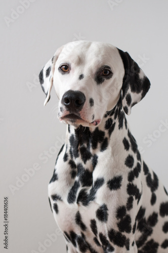 Dalmatian portrait © Kristian