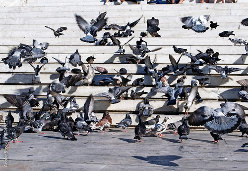 doves on the steps