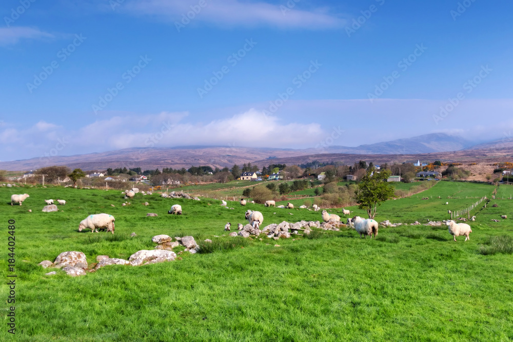 Sheep and rams in mountains - Ireland