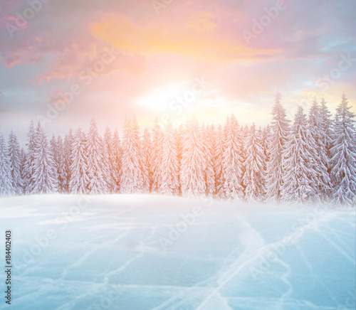 Beautiful winter landscape with ice-lake and snow-covered fir-trees at sunset.