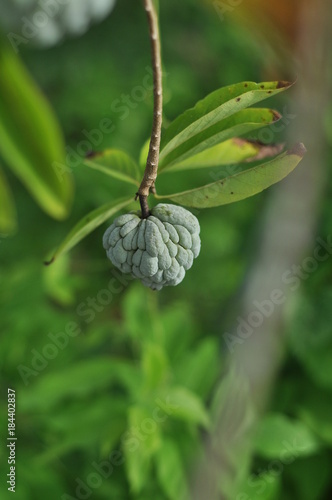 Annona squamosa is a small, well-branched tree or shrub from the family Annonaceae that bears edible fruits called sugar-apples or sweetsops.