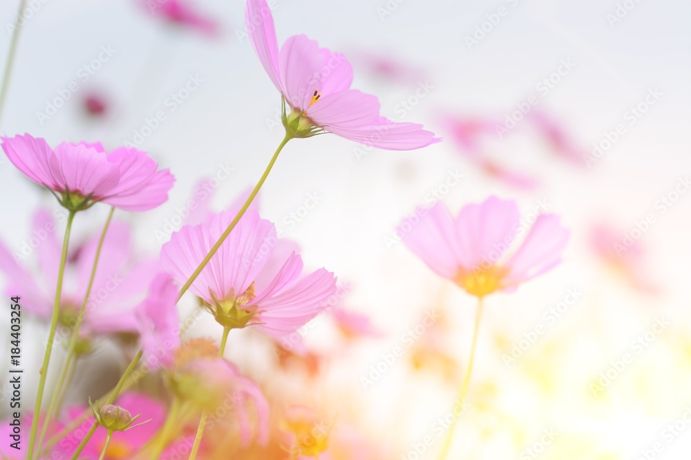 the cosmos flowers with light for love concept the cosmos flowers with light for love concept