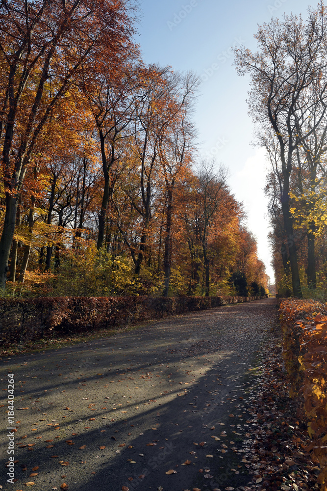 Fototapeta premium waldweg