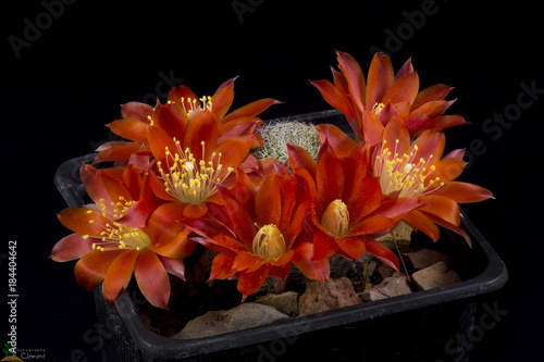 Cactus rebutia heliosa theresae Blooming, Isolated on black background