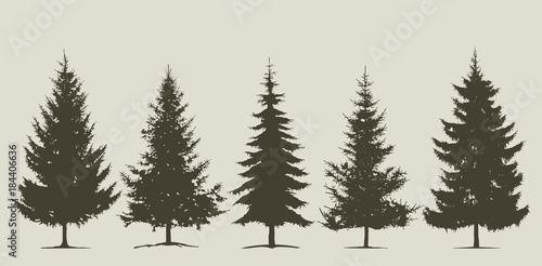 Christmas  coniferous tree silhouette