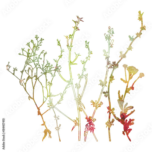 Meadow grasses, herbs and flowers outlines in watercolor style.