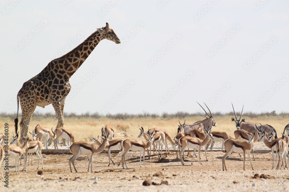 Obraz premium Giraffe am Wasserloch mit Oryx und Springböcken.Where: Etosha Nationalpark, Namibia.