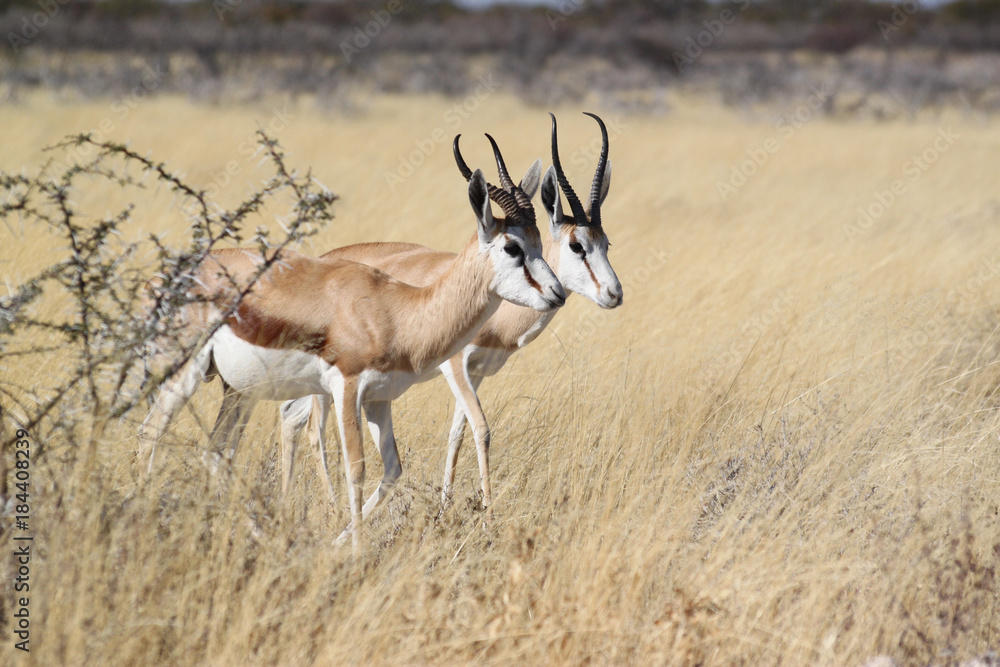 Springbock-Pärchen vor gelbem Savannengras.Where: bei Okaukuejo Camp, Etosha Nationalpark, Namibia. Springbock-Pärchen vor gelbem Savannengras.Where: bei Okaukuejo Camp, Etosha Nationalpark, Namibia.