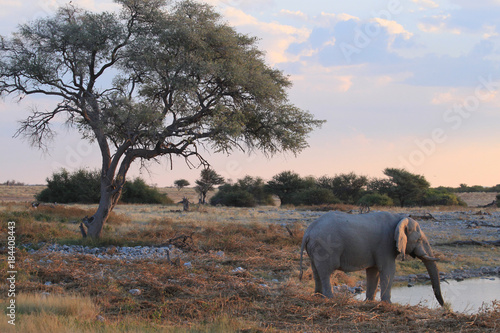 Abendstimmung mit Elefant neben Akazie am Wasserloch .Where: Okaukuejo-Camp, Etosha-Nationalpark, Namibia. photo