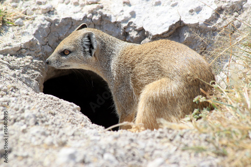 Manguste vor ihrem Bau.Where: bei Okaukuejo-Camp, Etosha Nationalpark, Namibia.