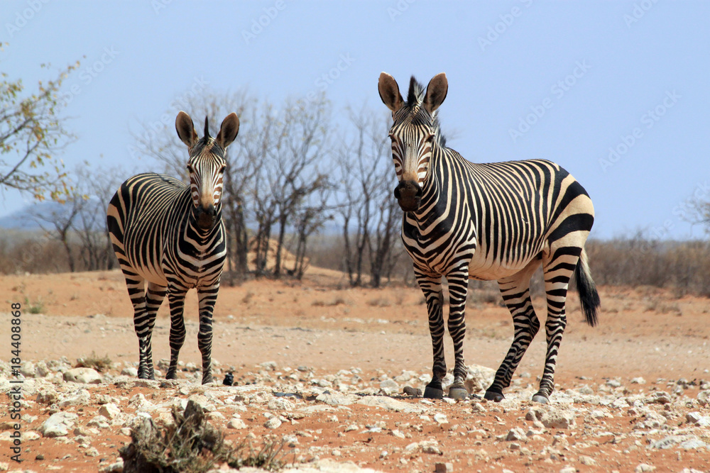 Obraz premium Zwei Bergzebras.Where: bei Dolomite Camp, Etosha-Nationalpark.