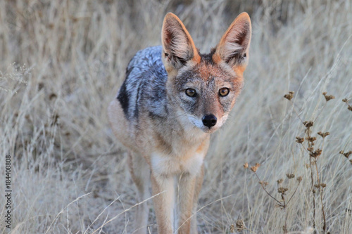 Portrait eines Schakals bei Sonnenuntergang.Where: Etosha-Nationalpark, Namibia. © Johannes Nieder