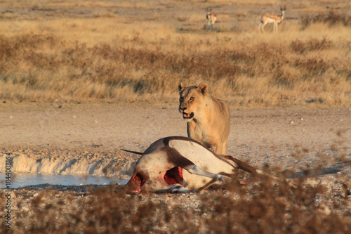 Abendstimmung mit Löwin neben einer toten Oryx-Antilope .Where: Etosha-Nationalpark, Namibia. photo