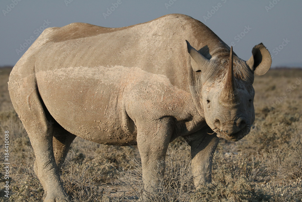 Obraz premium Porträt eines Spitzmaul-Nashorns schräg von vorn .Where: bei Okaukuejo Camp, Etosha-Nationalpark,