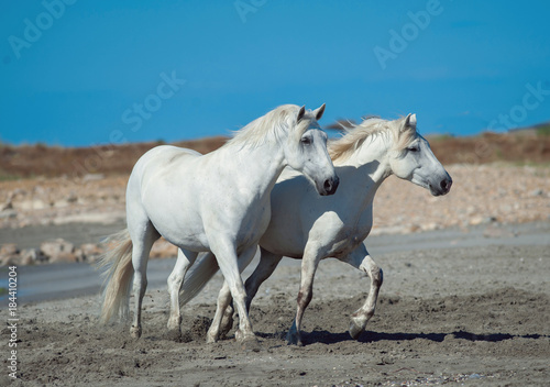 two white camargue horses running on the beach