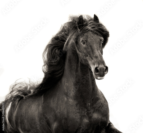 black friesian stallion with long mane portrait on white background in sepia