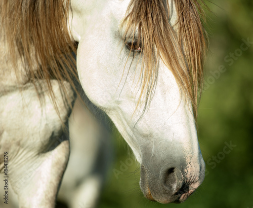 lusitano horse head closeup