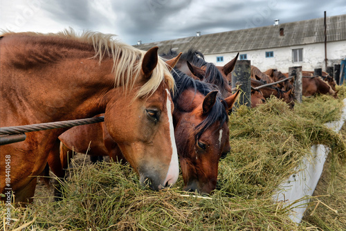 Fototapeta Naklejka Na Ścianę i Meble -  horses eating hay