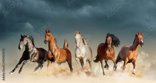 Fototapeta Naklejka Na Ścianę i Meble -  five horses run free in the desert