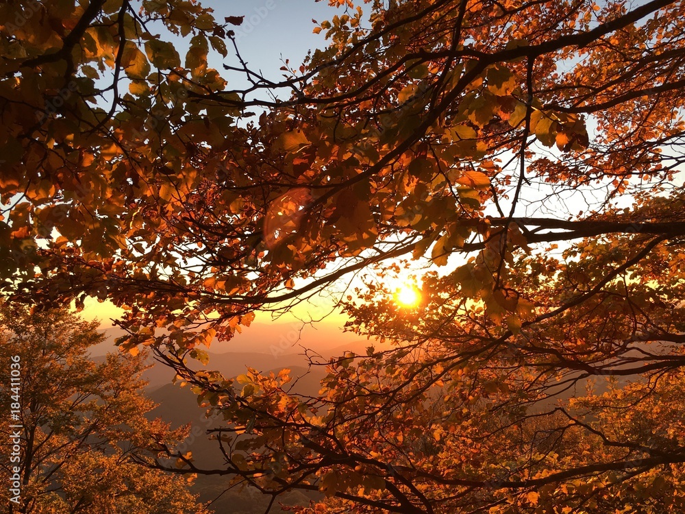 Sunset through tree Sunset through tree