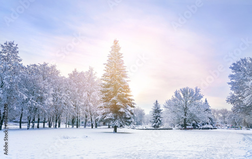 Beautiful fairy snow spruce winter. Christmas tree glow in snow-covered forest in the sunlight at dawn in pink tones. Magnificent wonderful winter nature. © Laura Pashkevich