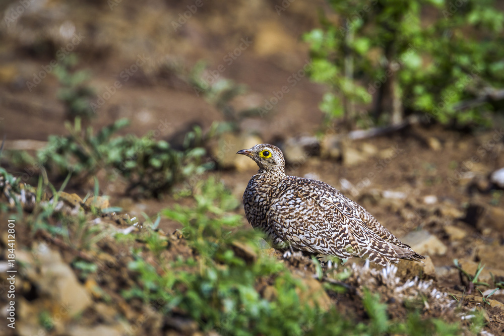 Double banded Sandgrouse in Kruger National park, South Africa Double banded Sandgrouse in Kruger National park, South Africa