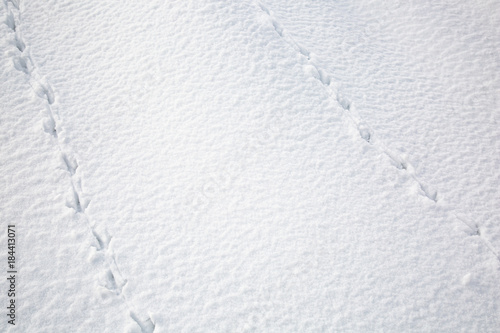 traces of a bird in the snow