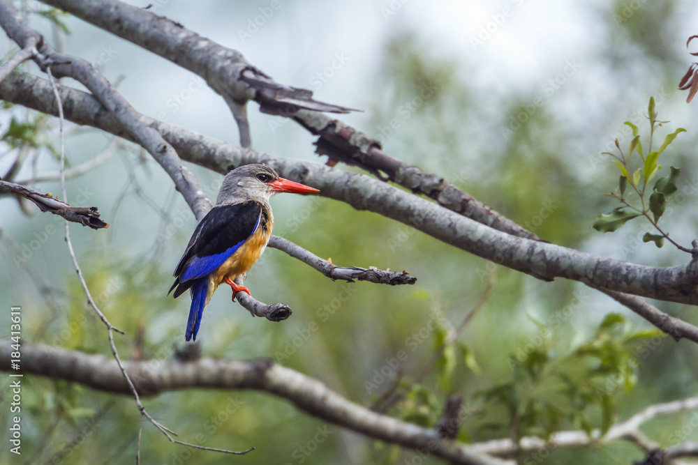 Fototapeta premium Grey-headed Kingfisher in Kruger National park, South Africa