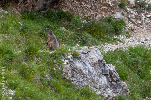 Small marmot in the middle of path  Dolomites  Italy