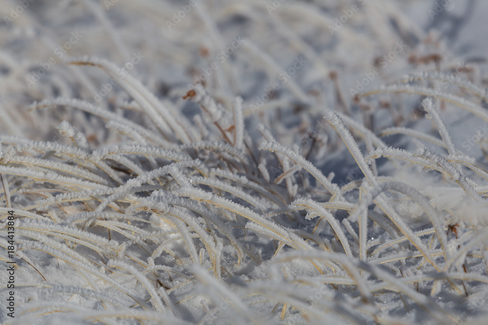 details of many frozen blades of grass in winter with snow details of many frozen blades of grass in winter with snow