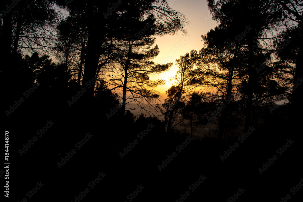 Sunset in the forest in springtime Sunset in the forest in springtime