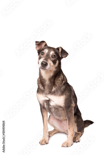 Fototapeta Naklejka Na Ścianę i Meble -  Portrait photo of an adorable mongrel dog isolated on white
