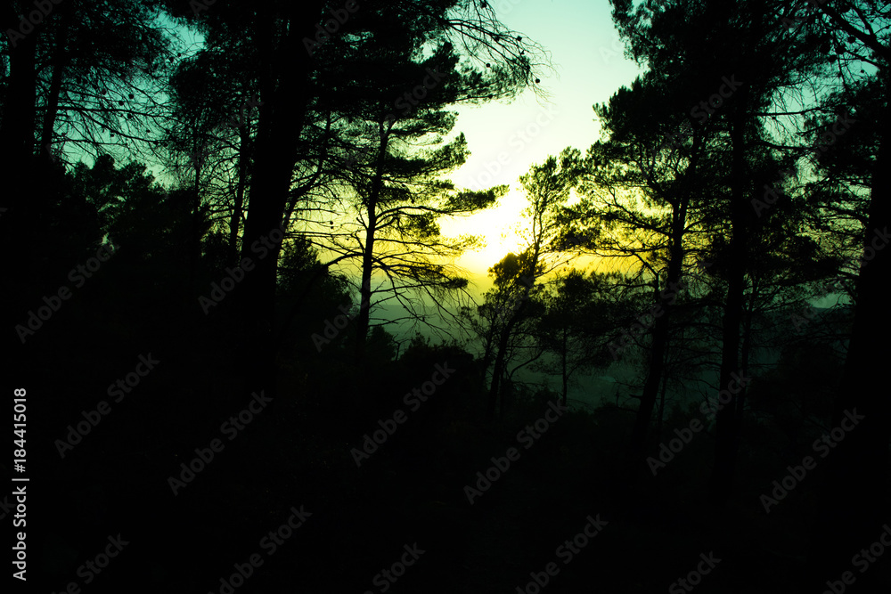 Silhouette of a forest with trees at a spring sunset Silhouette of a forest with trees at a spring sunset