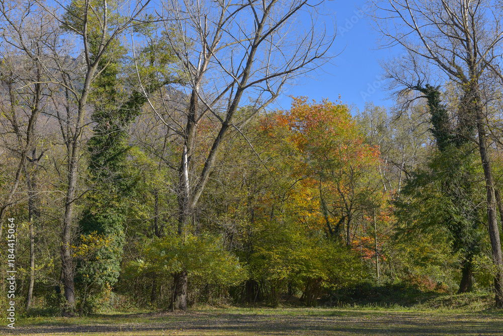 Fototapeta premium Panorama autunnale vista parco con alberi con foglie arancioni e gialle
