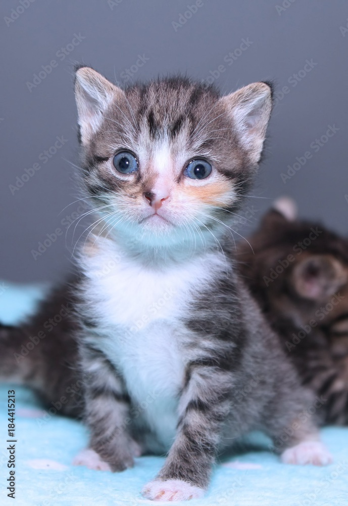 FLUFFY LITTLE KITTENS FLUFFY LITTLE KITTENS