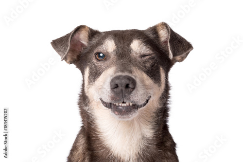 Wallpaper Mural Portrait photo of an adorable mongrel dog isolated on white