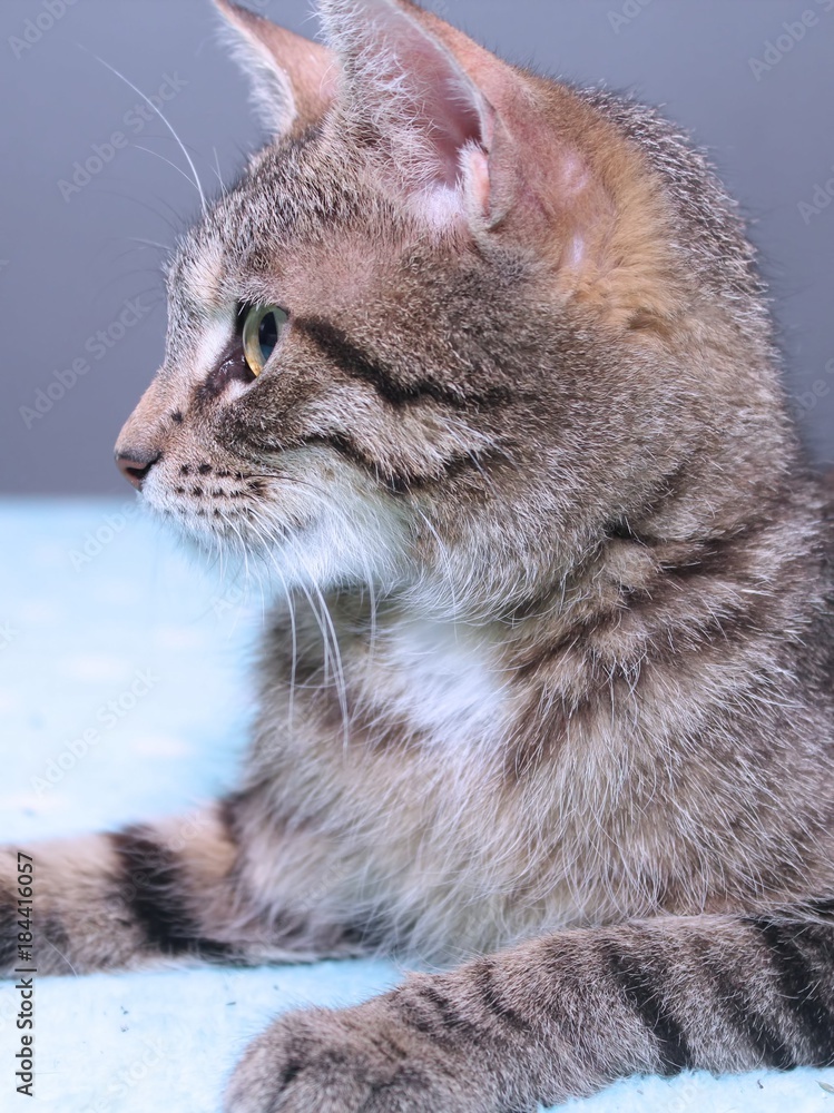 Obraz premium BROWN TABBY CAT
