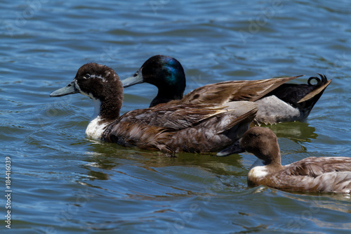 Chestnut Teal