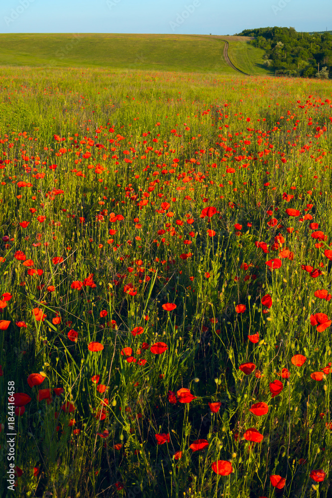 Obraz premium Green hills, covered with blooming poppies