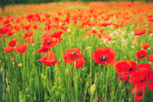 Bright blooming poppies, close-up, among a green grass